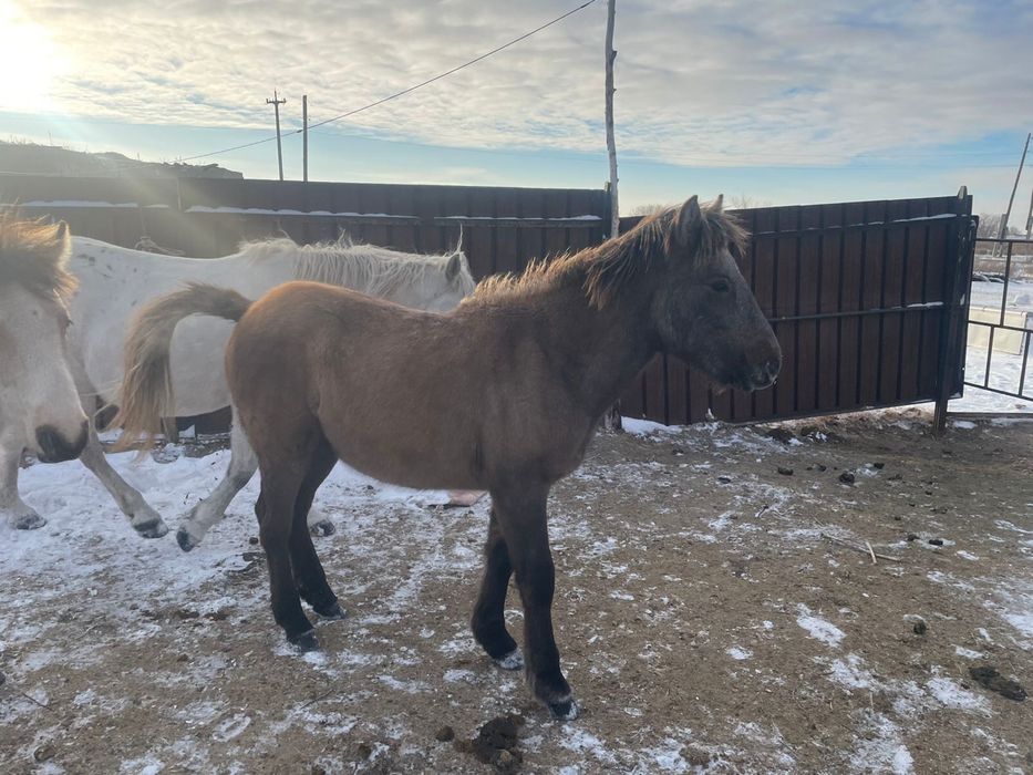 Бие, Жабагы, Байтал сатылады!