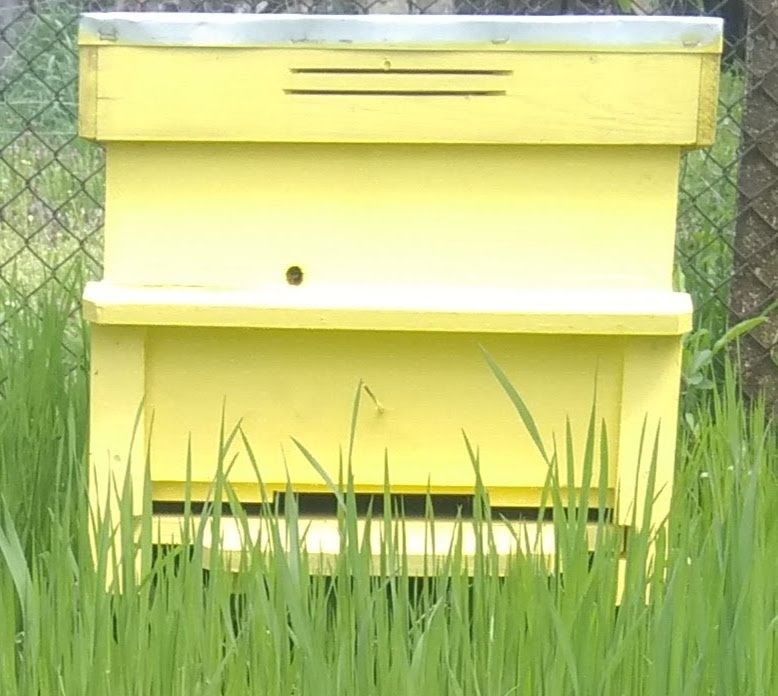 Кошери дадан блат