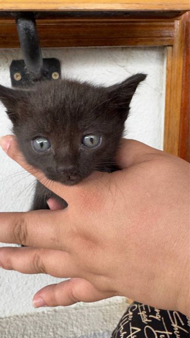 Котята отдам в хорошие руки