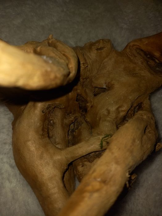 Каряга корень дерево для аквариума/koryaga daraxt ildizi akvarum uchun