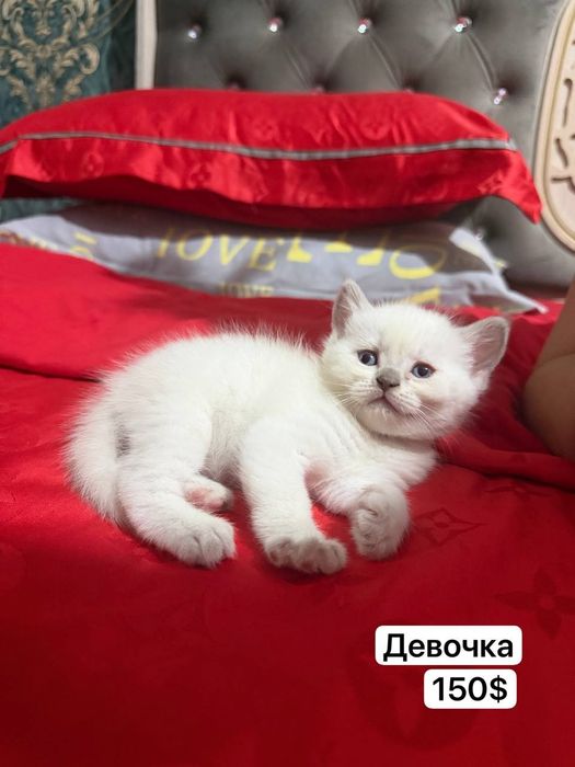 продаются котята, чистокровные