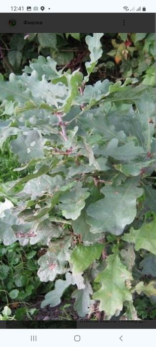 DUB.Daraxti katta va kichik bargli