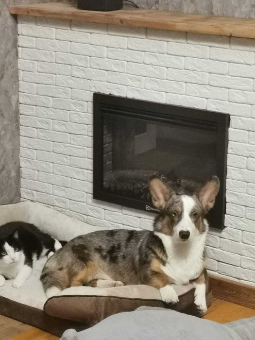 Передержка кошек и собак мелких пород