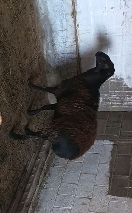 Продам Кошкара породы Гиссар!