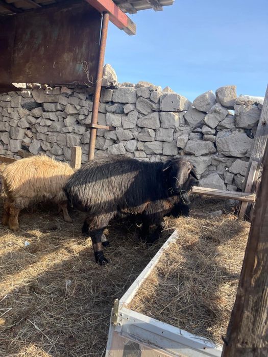 Бараны, кошкар сатылады