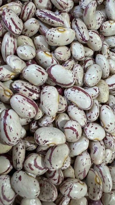 vand fasole pestrita