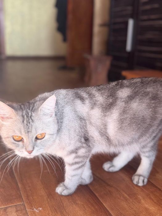 Продам котят и маму кошку