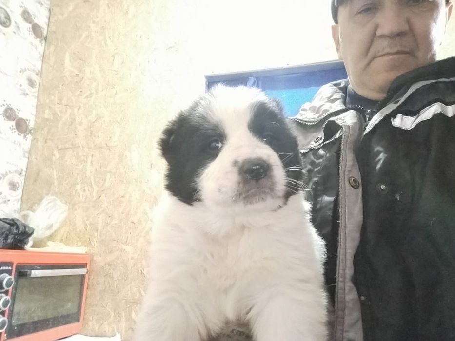 Продам щенка Алабая