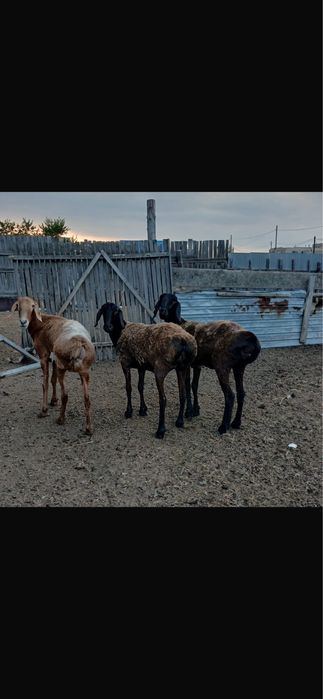 Продам 3 х баран