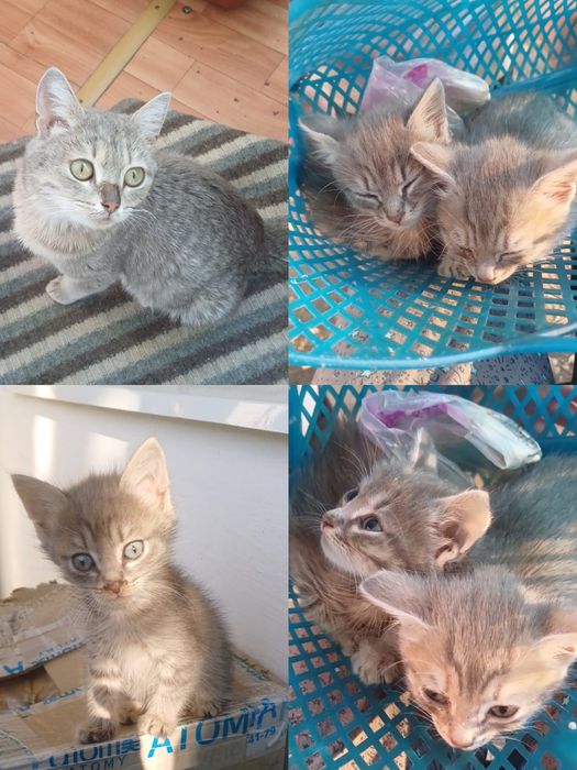 Отдам котят в добрые руки