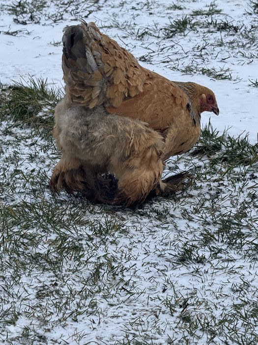 Vând puicuță Brahma Columbia 2025