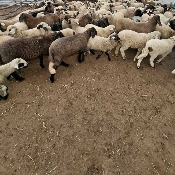 Miei de vânzare/Branza oaie/Branza vaca