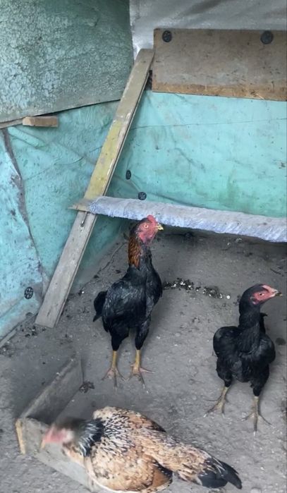 Продам  дакан джужик