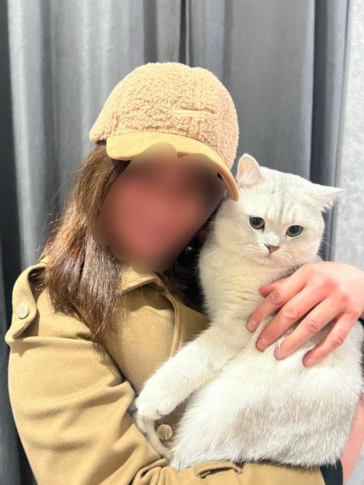 Vyazka uchun Британский шиншилла Шадед силвер Ny12