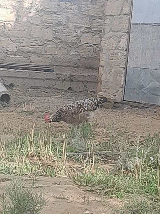 Үй тауықтар сатылады