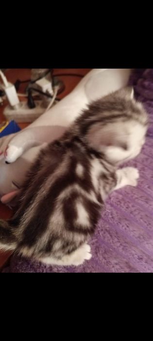 Открыта бронь на котят страйтов.