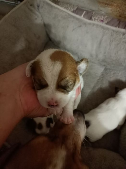 Джек Рассел терьер