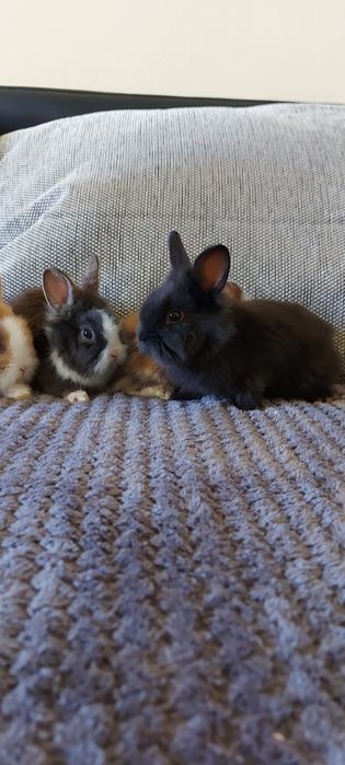 Vând iepuri cap de leu