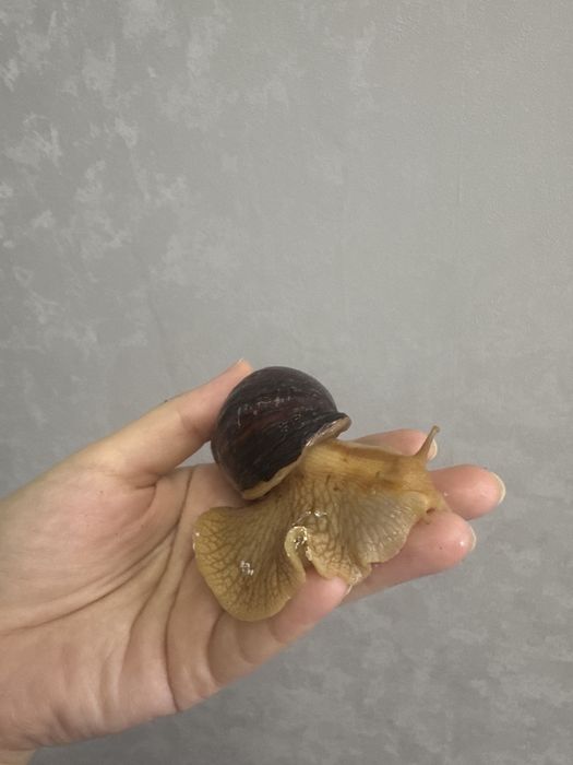 Улитки ахатины недорого