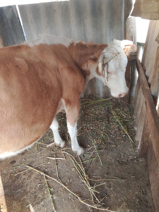 Корова породы симменталь