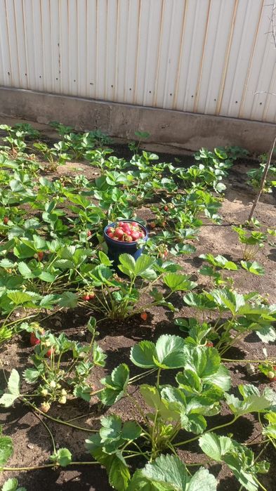 Рассада клубники клери