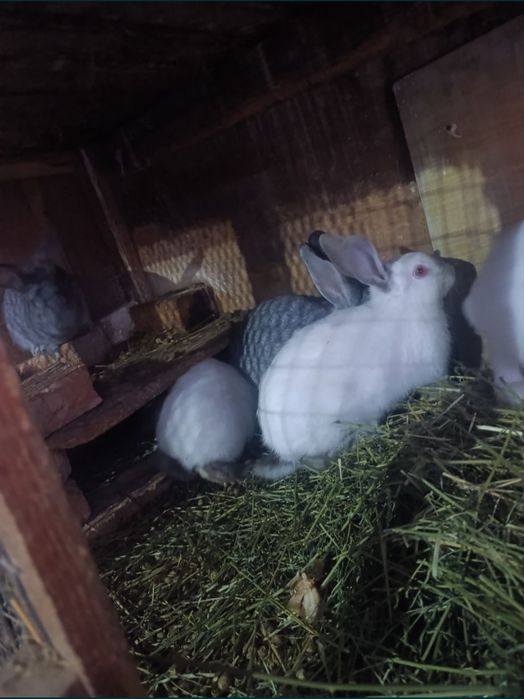 Quyon sotilad srocni