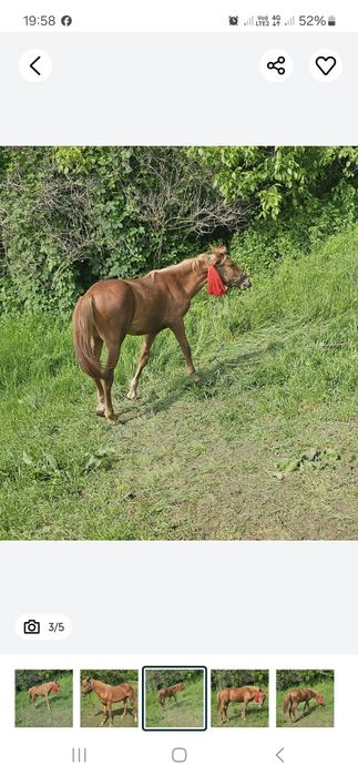 Vind minz de 1 an și 3 luni