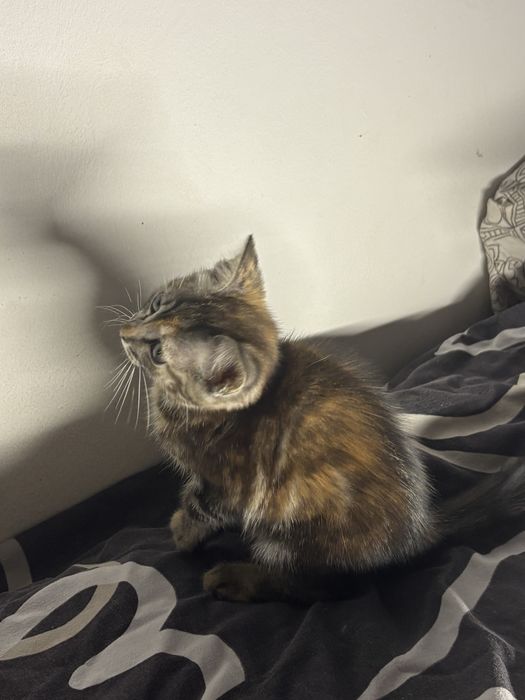 Котенок 3 месяца