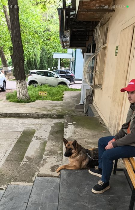 Продаётся сука немецкой овчарки
Продаётся сука немецкой овчарки