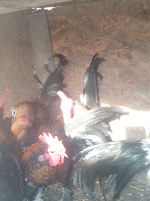 De vânzare perechii de găină și cocoș pitici.