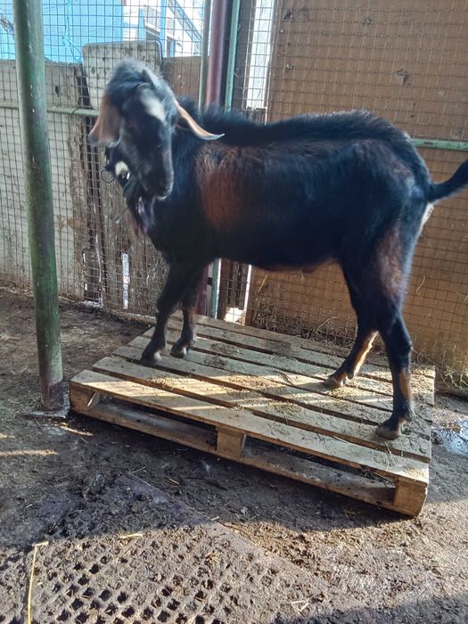 Vând țap anglonubian