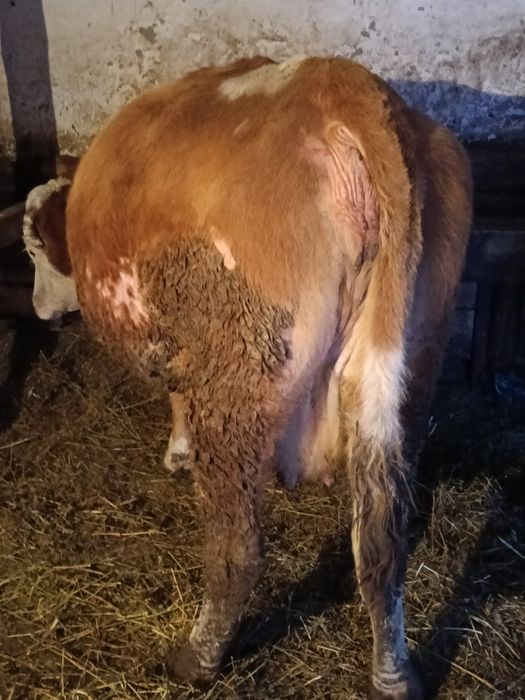 Vând vaca de 8 ani gestanta la 1februarie împlinește vremea