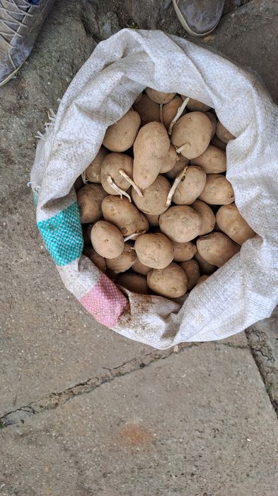 Cartofi sămânță  .