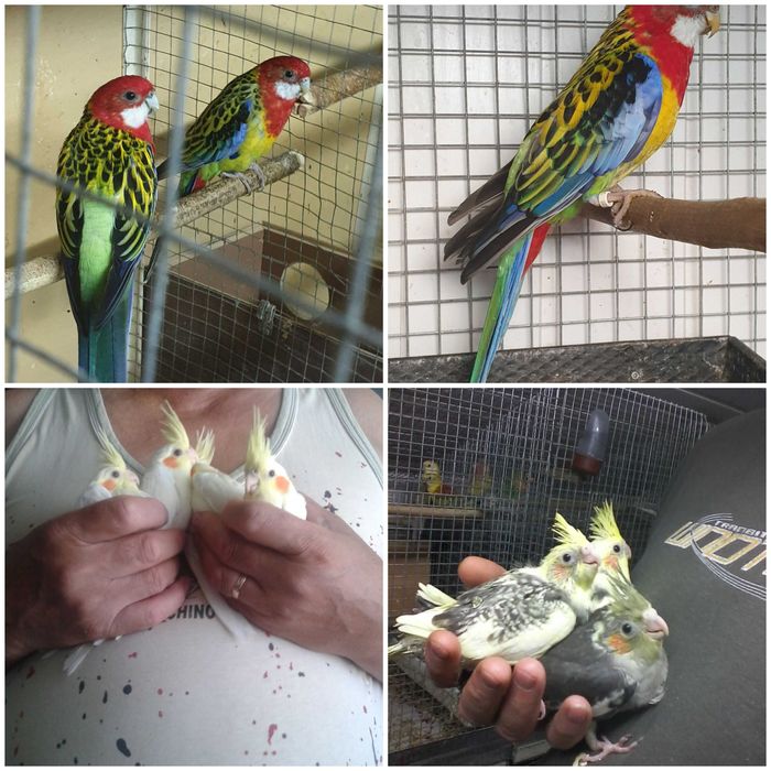 Papagali nimfa pui blămzi și maturi