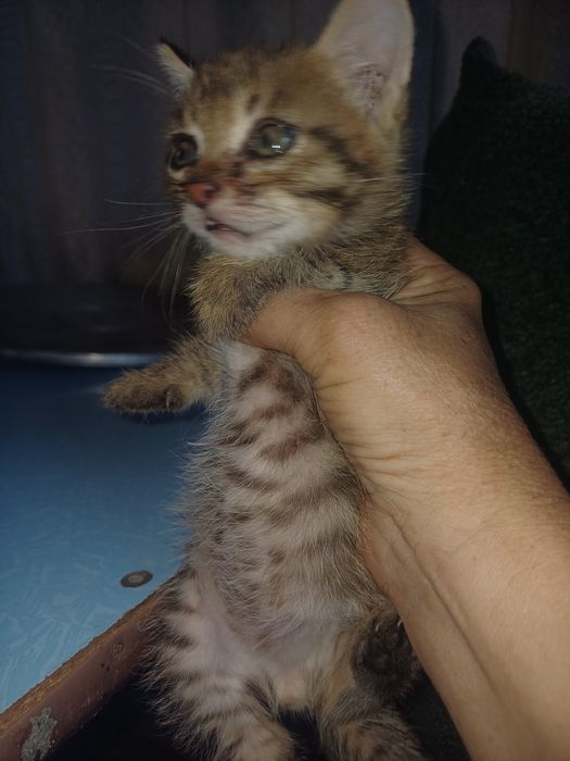 Котята, в хорошие руки