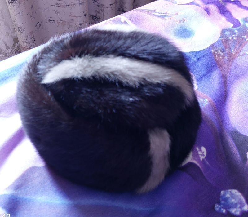 Vând caciula damă nouă