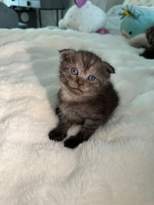 Отдам котят в добрые руки