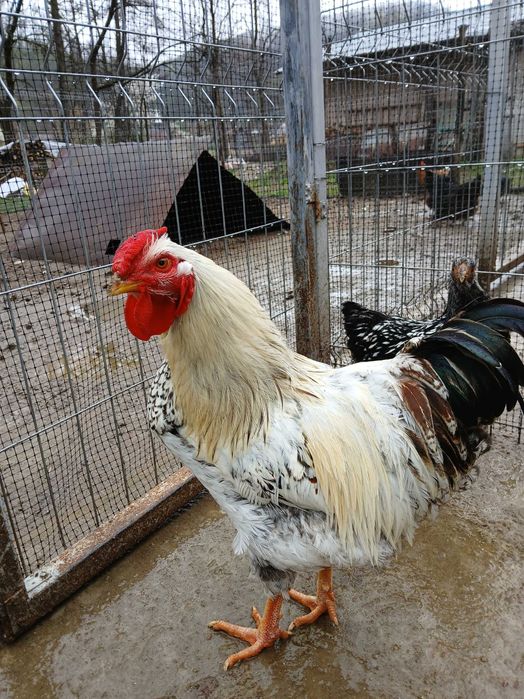 Vând cocoși Wyandott de sase luni.