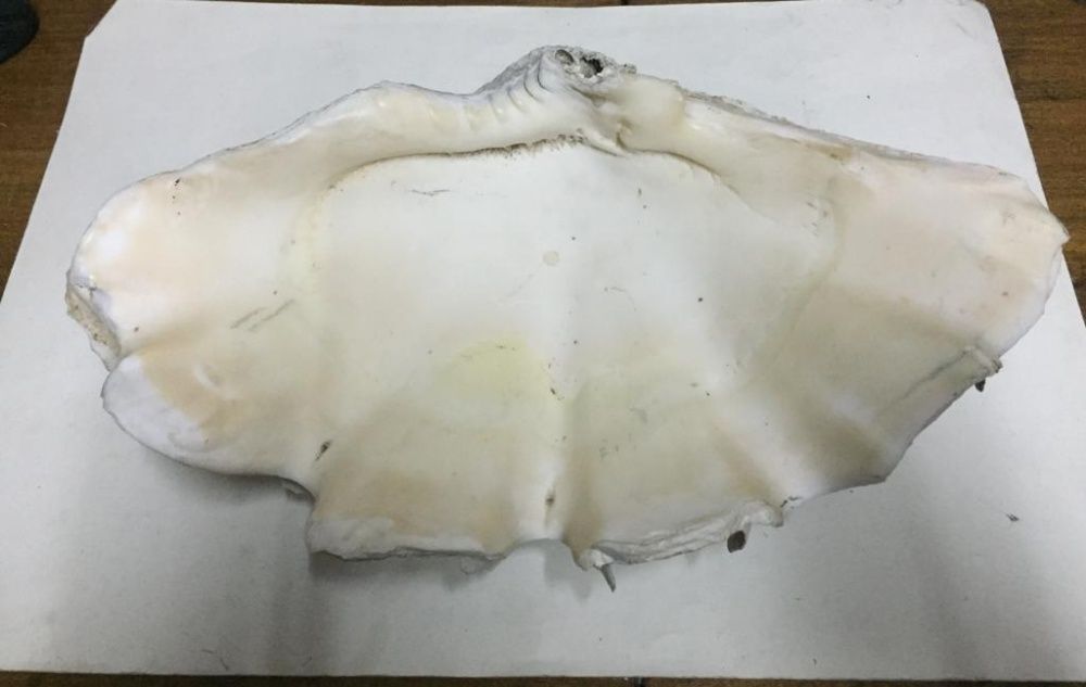 Тридакна раковина убийца