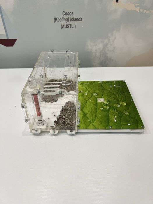 Муравьиная ферма