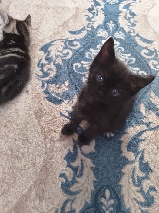 Отдам котят в добрые руки