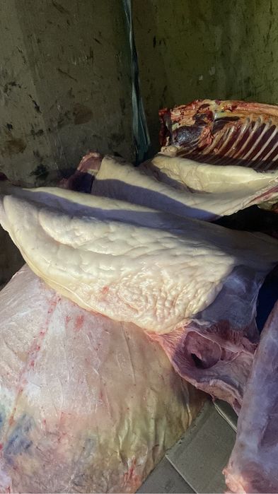 Жылкы етиза согым