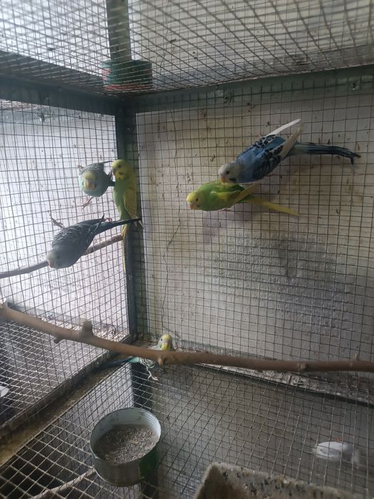 Продаются попугаи молодые валнистые