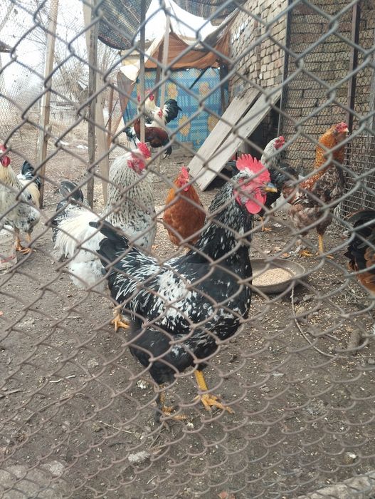 Продам петухов разные