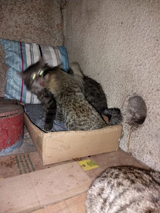 Красивые  котята