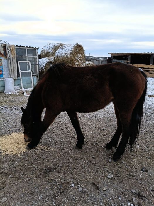 Продам кобылу 6 летка