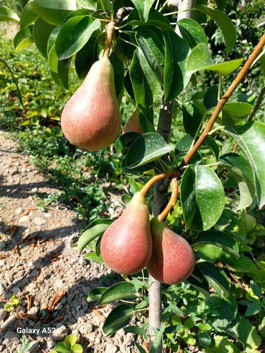 Ko'chat sotaman ishonchli 100 foiz