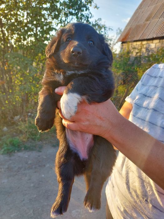 Щенки  отдадим можно с доставкой