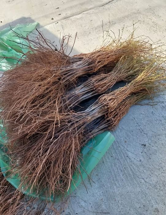 Vand butasi vita de vie fraga alba,capsunica,ananas