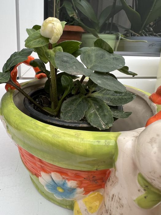 Trandafirul de craciun( Spanz)